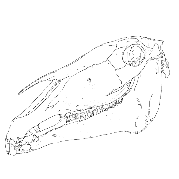 Vector image of horse head bones