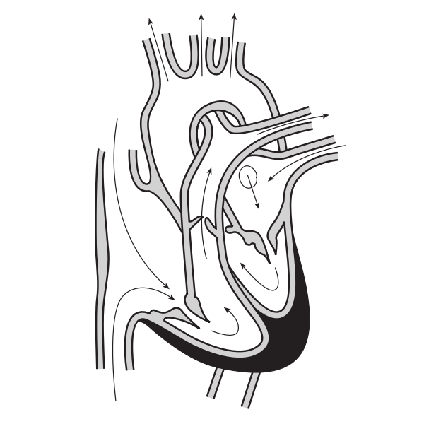 Vector image of the heart and course of blood flow through the heart chambers.