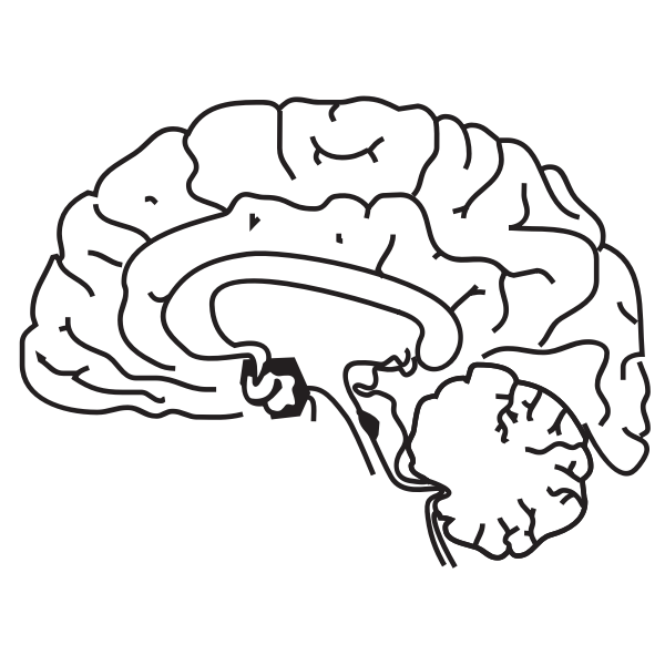 Human brain vector image