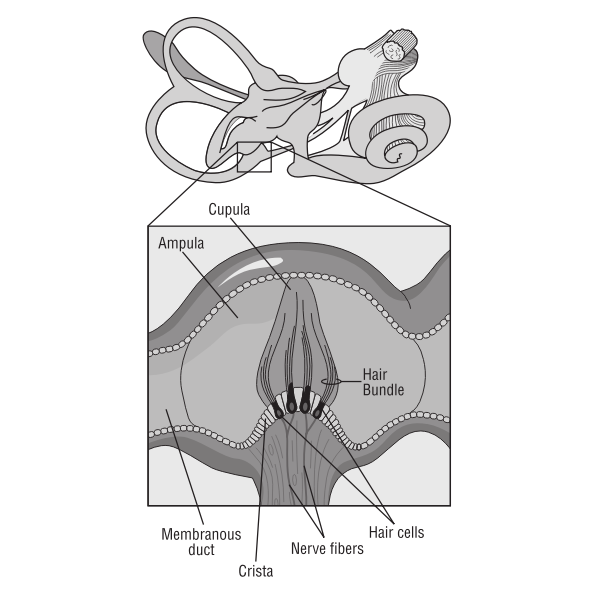 Vector image of brain