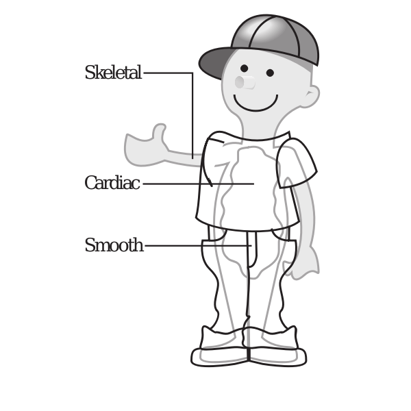 Vector diagram of three muscle types