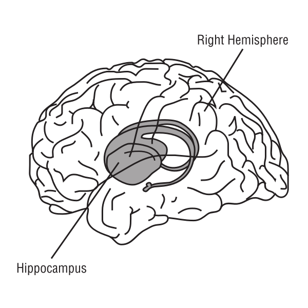 Brain vector illustration