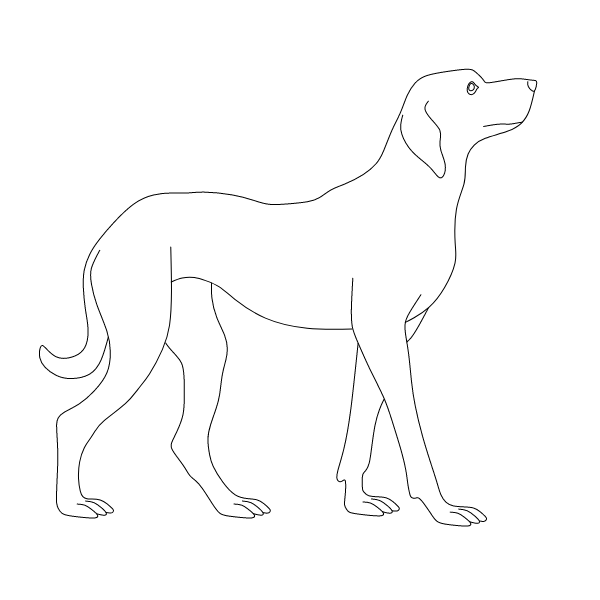 A dog waiting for a command 3