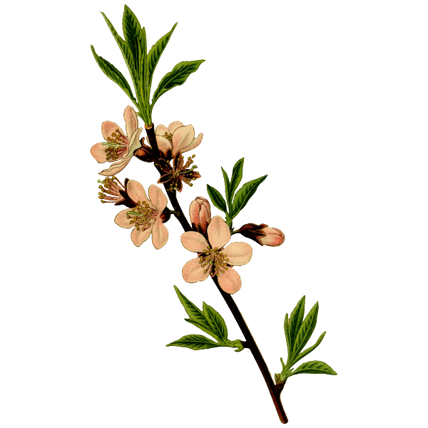 Almond tree vector image