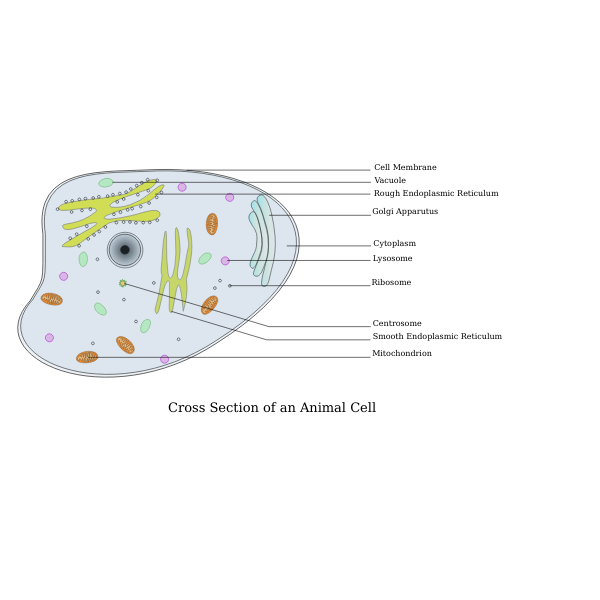 Animal Cell Labelled