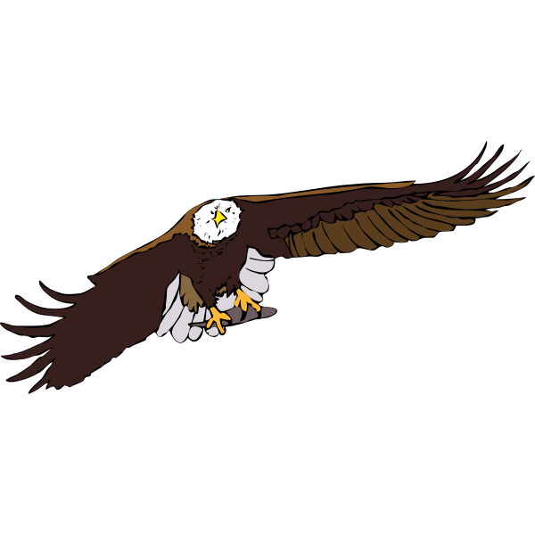 Bald eagle vector graphics