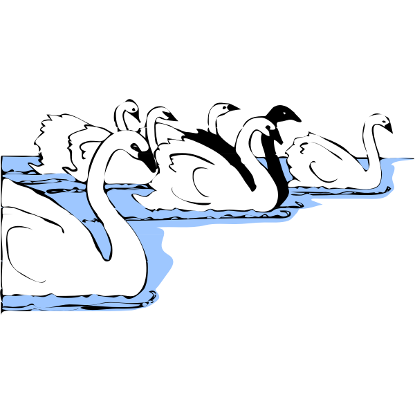 Swans in water vector image