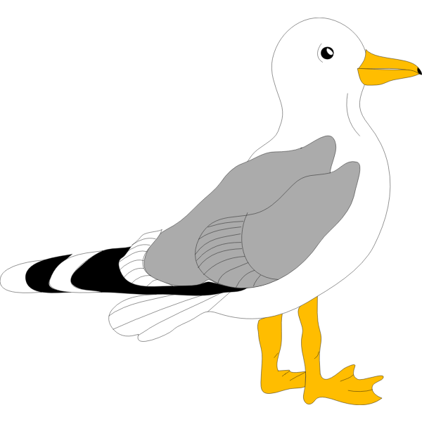 Drawing of gull with grey feathers