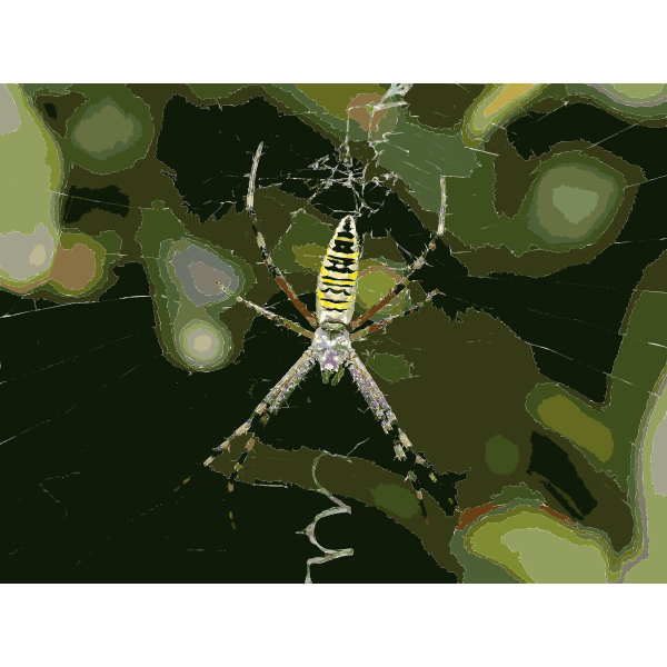 Argiope bruennichi QXGA 2016121833