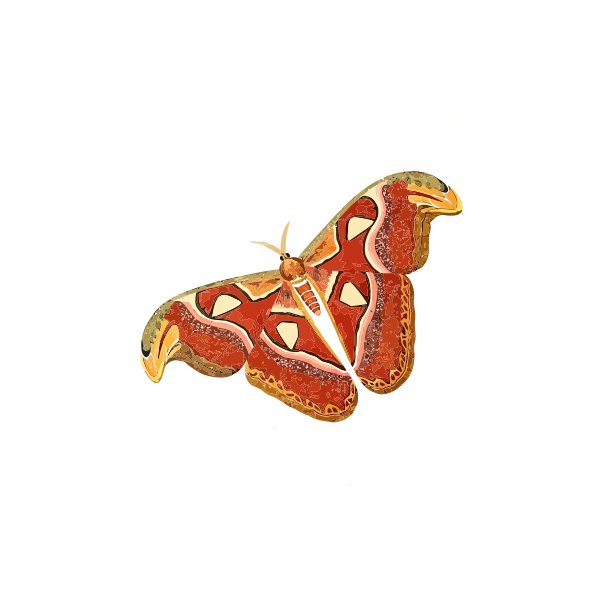 Atlas moth