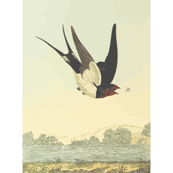 Barn swallow bird on a nature scenery vector drawing