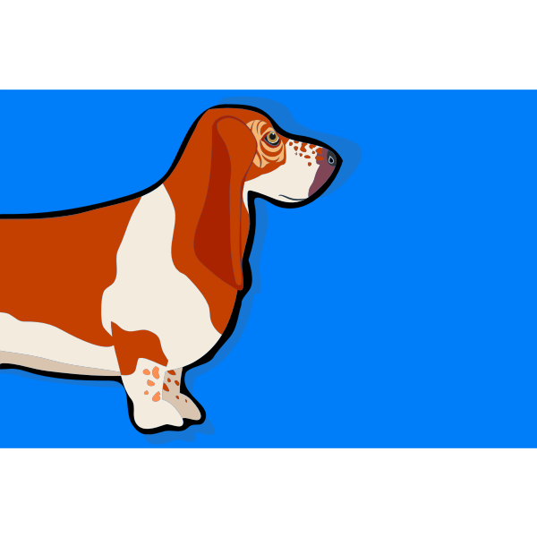 Basset Hound