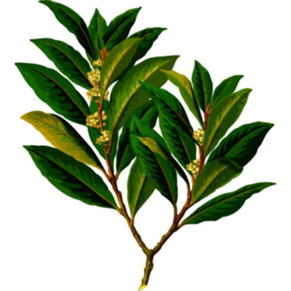 Evergreen plant