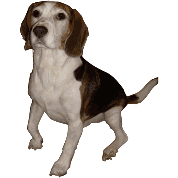 Beagle Medium Version