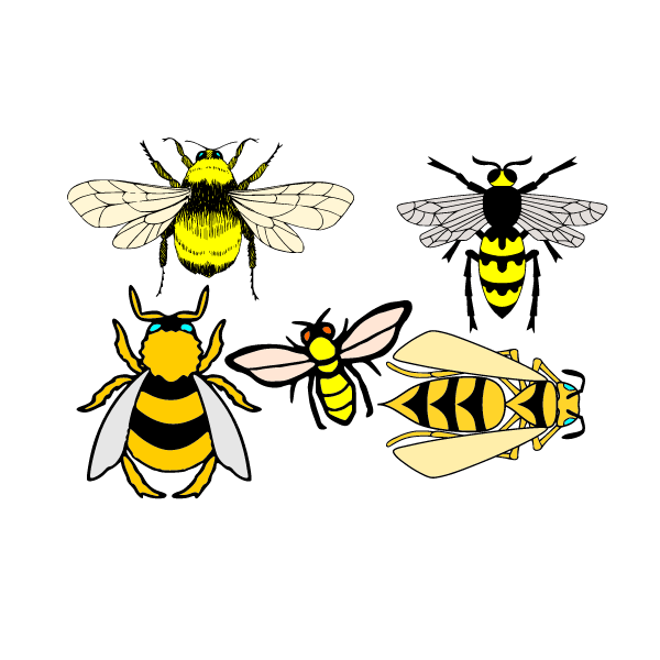 Bees, wasps, bumblebees