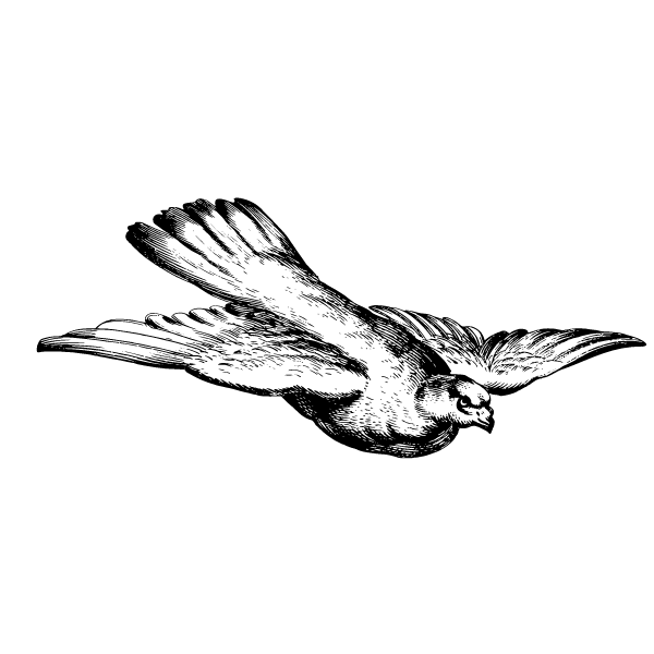 Bird 45