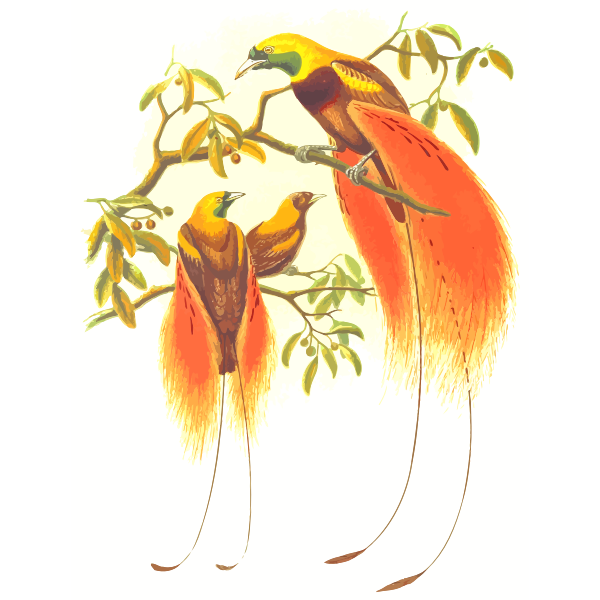 Paradise birds