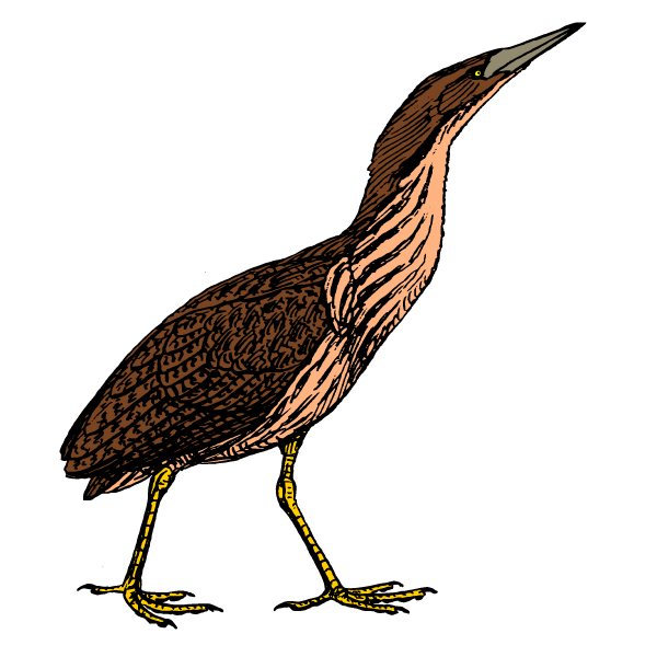 Bittern 2