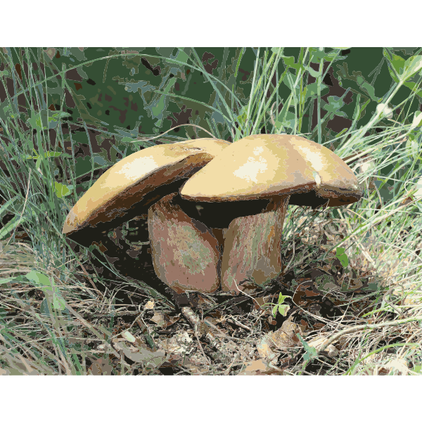 Boletus luridus 2011 G1 2016122010