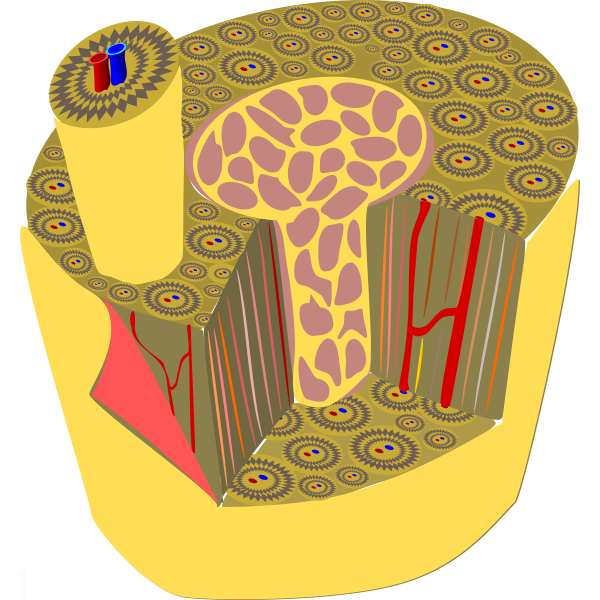 Microscopic anatomy of human bone vector graphics