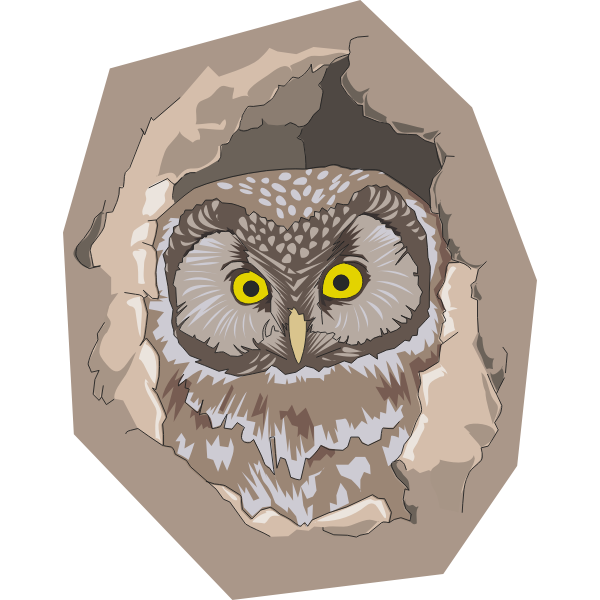 Boreal owl