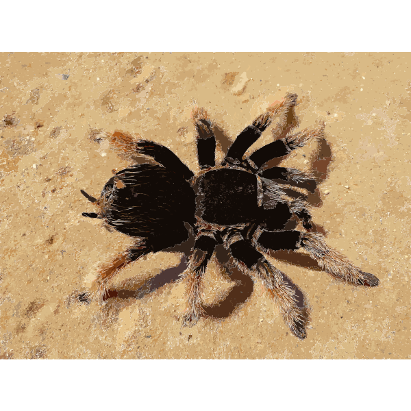 Brachypelma klaasi spider