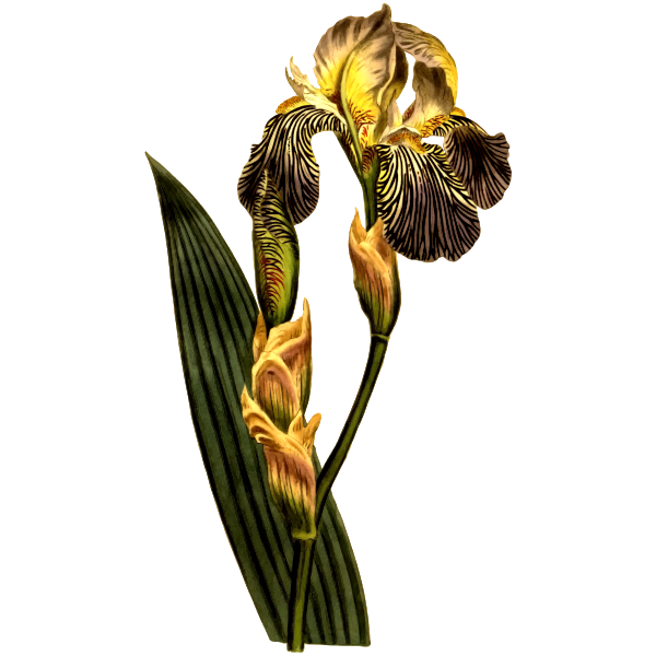 Brown Flowers Iris