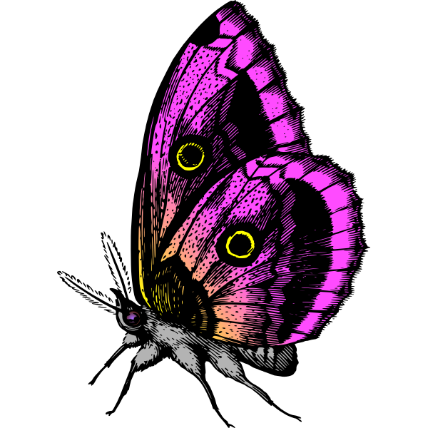 Butterfly in purple colors