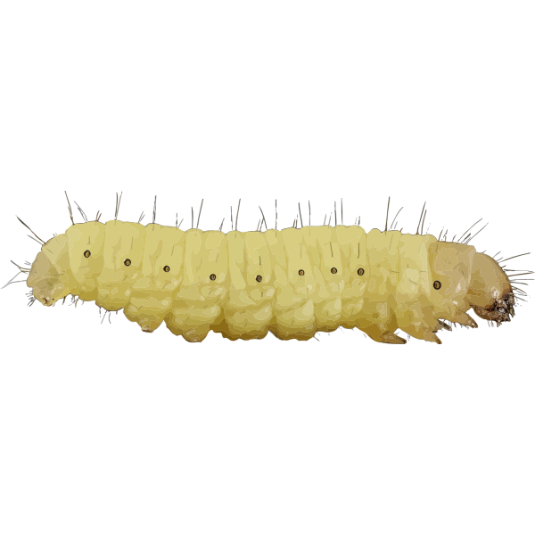 Encyclopedia caterpillar