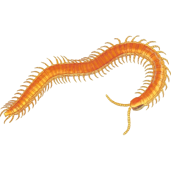 Centipede