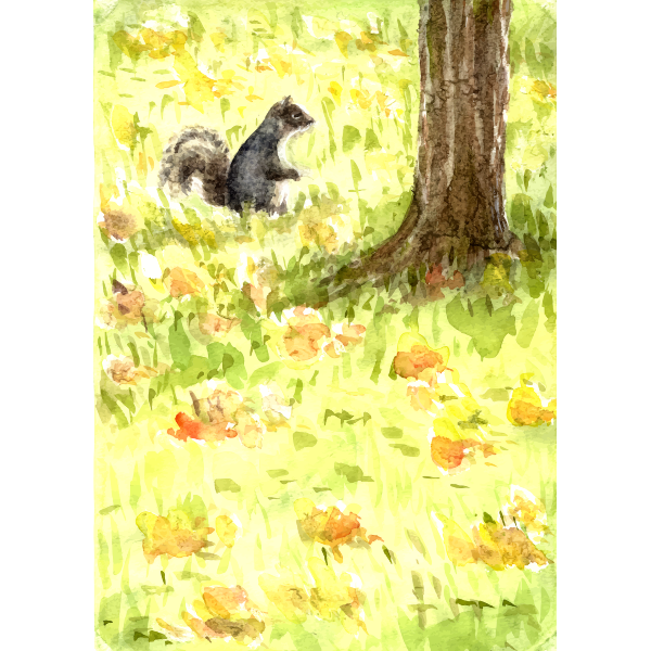 Squirrel in the forest