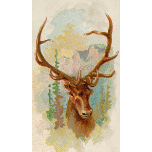 American elk