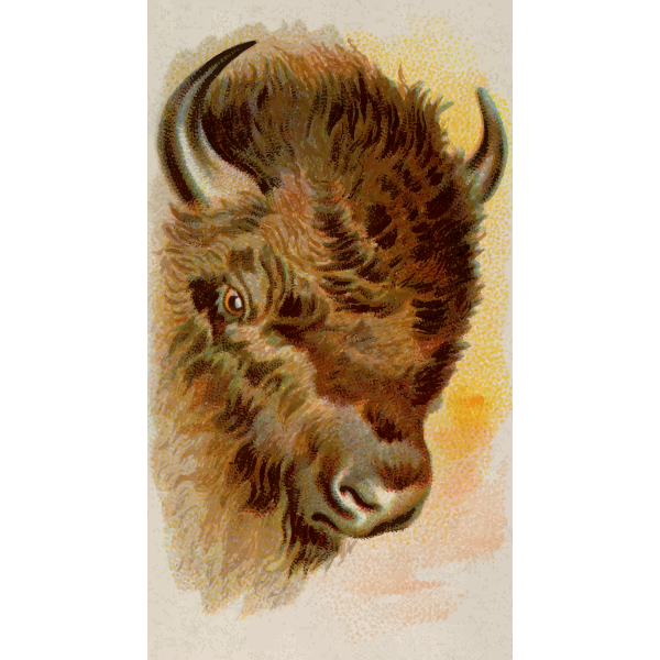 Buffalo's head