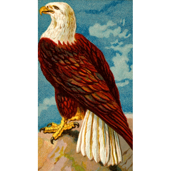 Eagle standing image