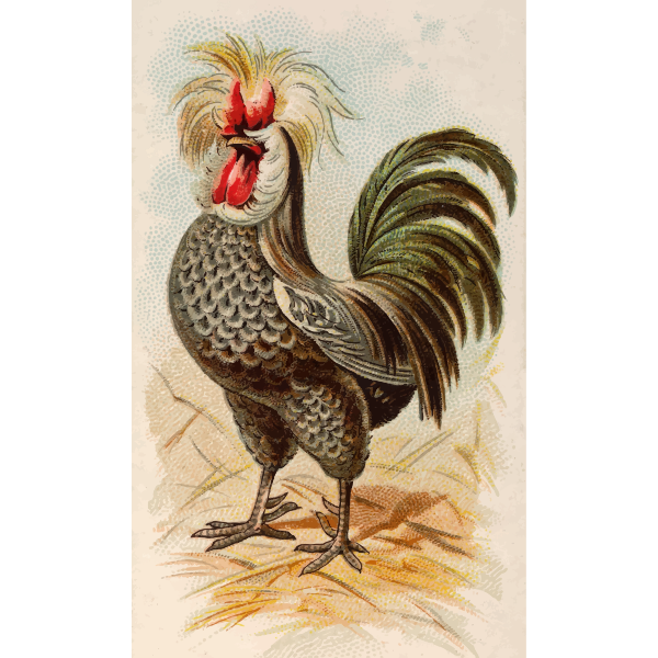 Houdan rooster