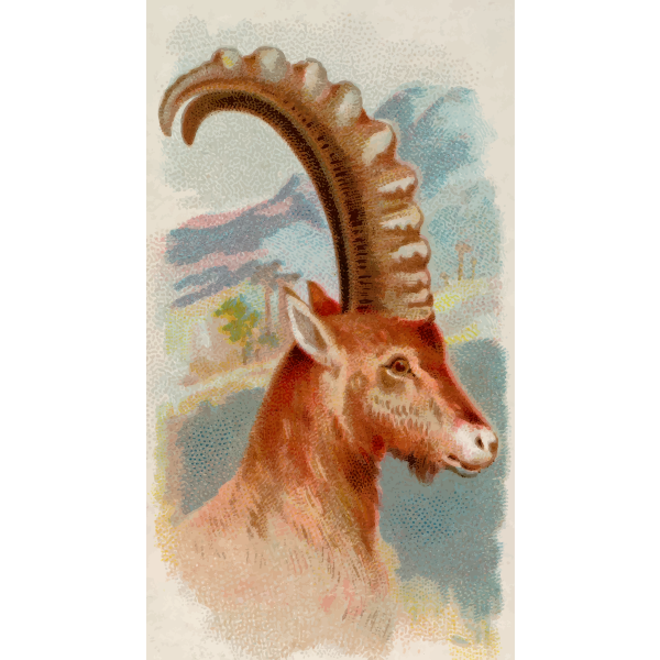 Ibex image