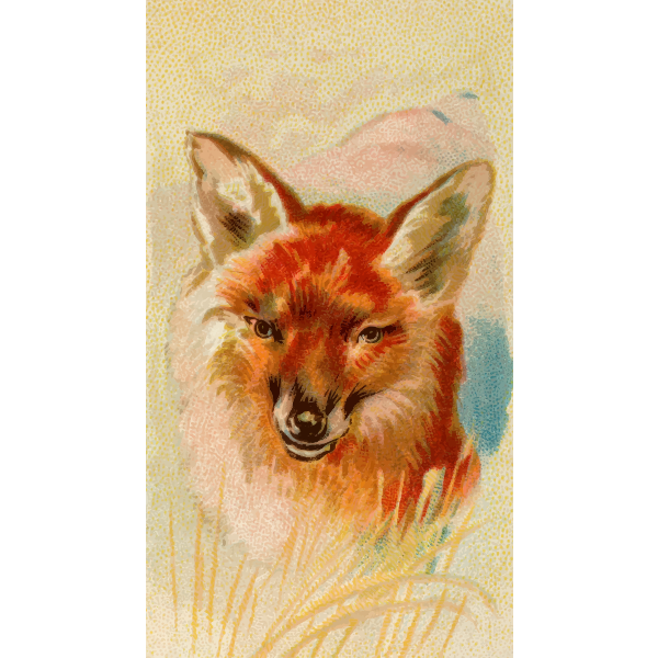 Red fox