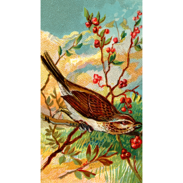 Song bird