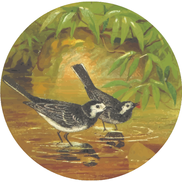 CircularWaterWagtail