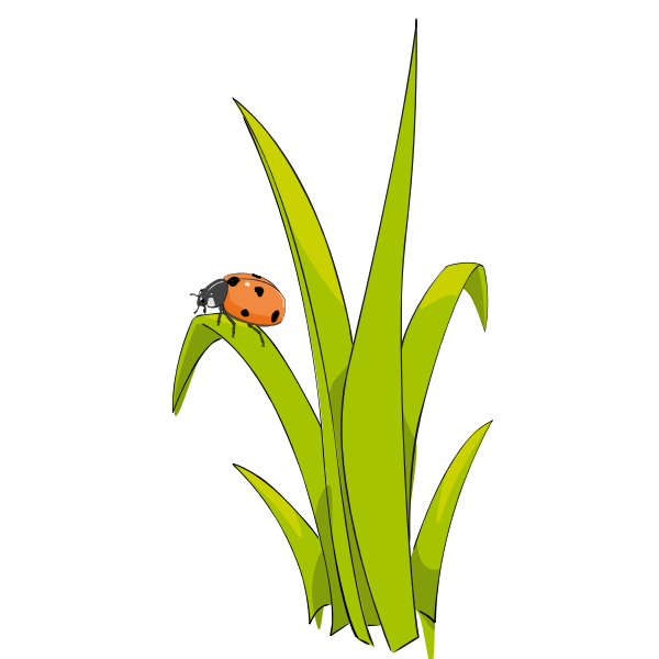 Ladybird on grass