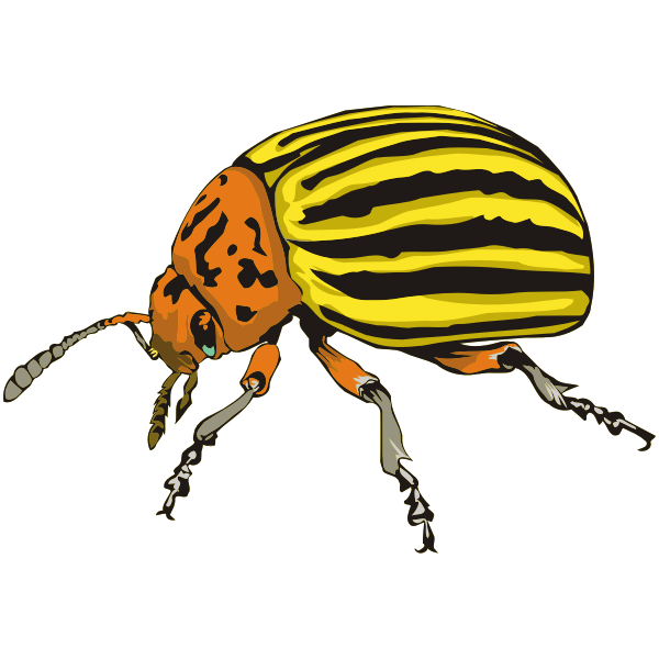 ColoradoBeetle