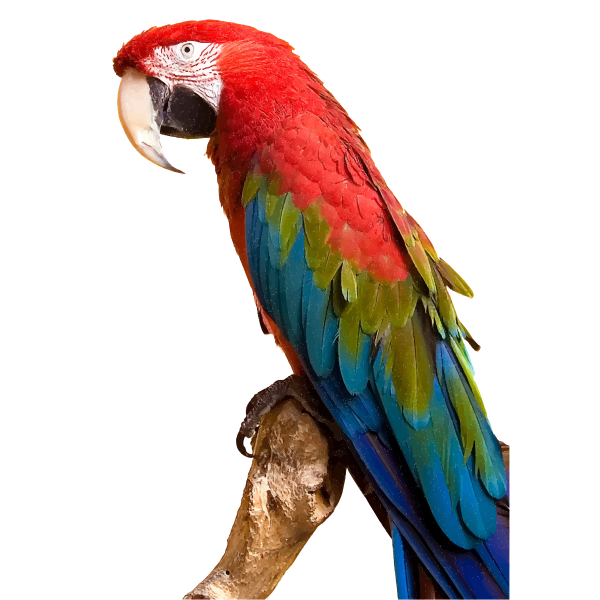 Colorful Macaw