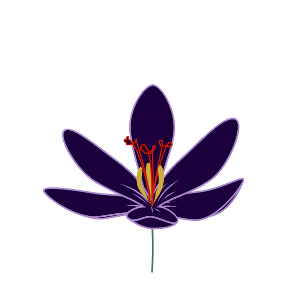 Crocus blossom vector image