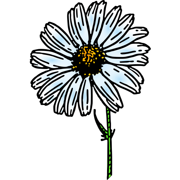 Colored daisy flower