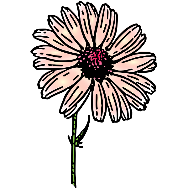 Daisy flower