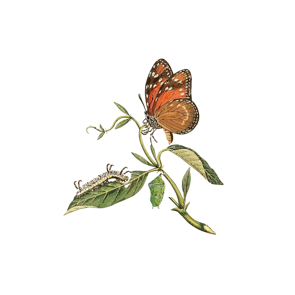 Danaus eresimus