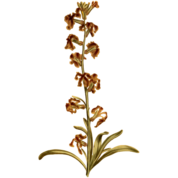 Dark-Flowered Stock