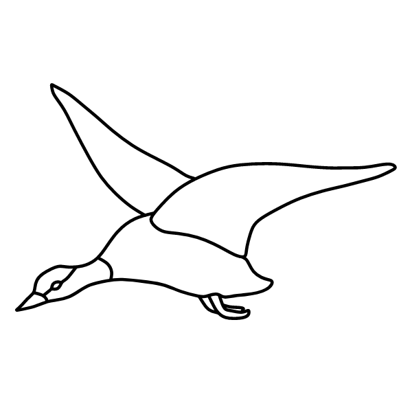 Duck 5