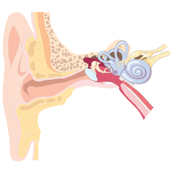 Ear Anatomy