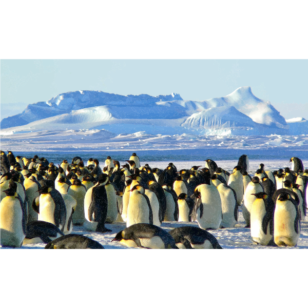 Emperor Penguins